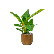 Philodendron `Imperial Green' in Capi Nature Groove