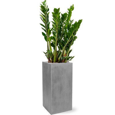 Растение в кашпо Zamioculcas zamiifolia in Fiberstone