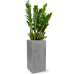 Растение в кашпо Zamioculcas zamiifolia in Fiberstone