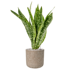 Sansevieria masoniana 'Dragon' in Rough