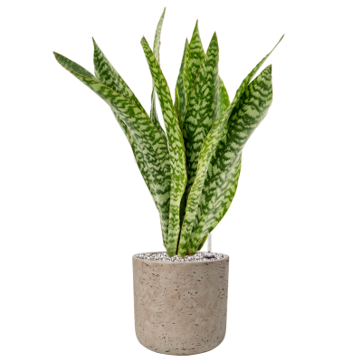 Растение в кашпо Sansevieria masoniana 'Dragon' in Rough