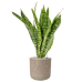 Растение в кашпо Sansevieria masoniana 'Dragon' in Rough