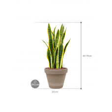 Sansevieria trifasciata 'Laurentii' in Terra Cotta