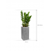 Растение в кашпо Zamioculcas zamiifolia in Fiberstone