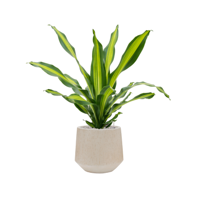 Растение в кашпо Dracaena fragrans 'Burley' in Baq Raindrop