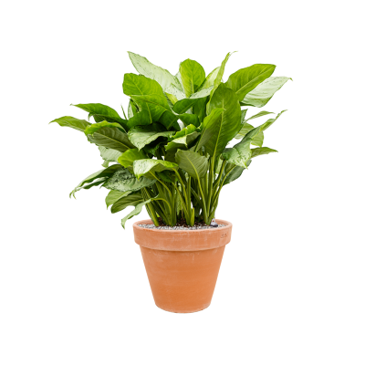 Растение в кашпо Aglaonema 'Freedman' in Terra Cotta