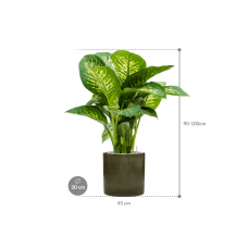 Dieffenbachia seguine 'Reeva' in Cylinder