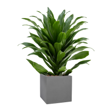 Dracaena fragrans 'Compacta' in Natural