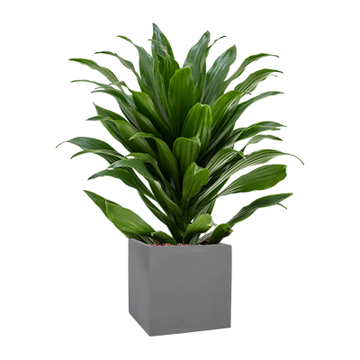 Растение в кашпо Dracaena fragrans 'Compacta' in Natural