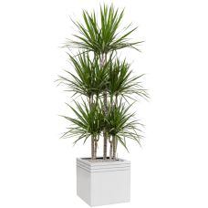 Dracaena marginata in Baq Line-Up