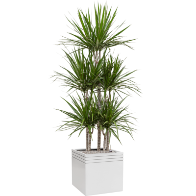 Растение в кашпо Dracaena marginata in Baq Line-Up