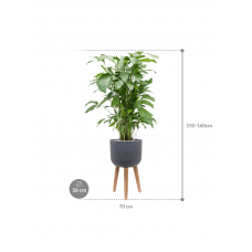 Caryota mitis in Refined Retro With Feet