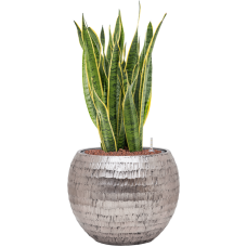 Sansevieria trifasciata 'Laurentii' in Baq Opus Hammered