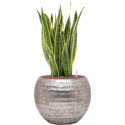 Растение в кашпо Sansevieria trifasciata 'Laurentii' in Baq Opus Hammered