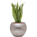 Растение в кашпо Sansevieria trifasciata 'Laurentii' in Baq Opus Hammered