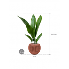 Aspidistra elatior in Capi Nature Groove Special