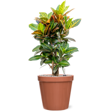 Croton (Codiaeum) variegatum 'Petra' in Feliz