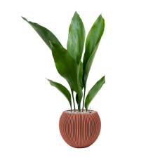 Aspidistra elatior in Capi Nature Groove Special