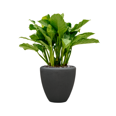 Растение в кашпо Aglaonema 'Freedman' in Baq Polystone Plain