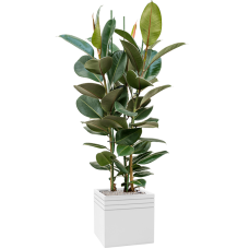 Ficus elastica 'Robusta' in Baq Line-Up