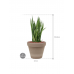 Растение в кашпо Sansevieria kirkii in Terra Cotta