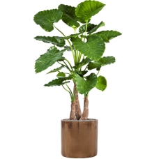 Alocasia calidora in Cylinder