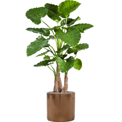 Растение в кашпо Alocasia calidora in Cylinder