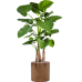 Растение в кашпо Alocasia calidora in Cylinder