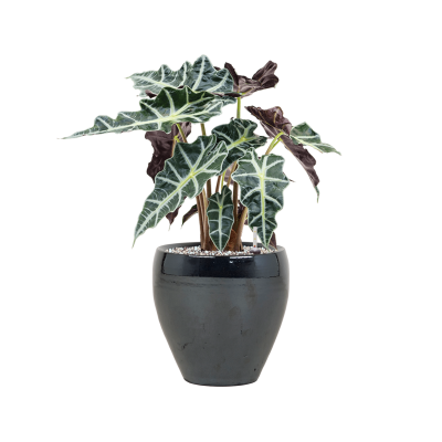 Растение в кашпо Alocasia 'Polly' in Amora