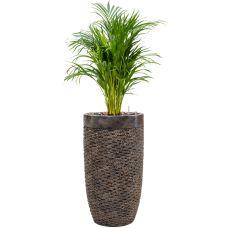 Dypsis (Areca) lutescens in Baq Luxe Lite Universe Layer