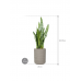 Растение в кашпо Sansevieria zeylanica in Rough