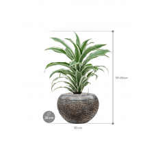 Dracaena fragrans 'White Jewel' in Baq Luxe Lite Layer