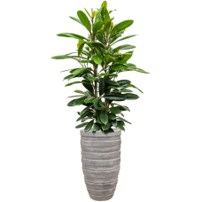 Ficus cyathistipula in Baq Polystone Coated Junar