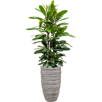 Растение в кашпо Ficus cyathistipula in Baq Polystone Coated Junar