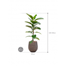 Ficus elastica 'Robusta' in Baq Opus Hit