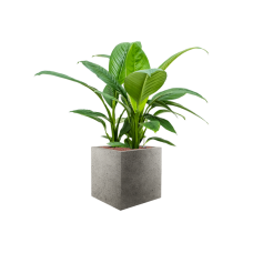 Spathiphyllum 'Sensation' in Grigio