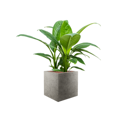 Растение в кашпо Spathiphyllum 'Sensation' in Grigio