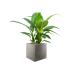 Растение в кашпо Spathiphyllum 'Sensation' in Grigio