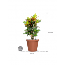 Croton (Codiaeum) variegatum 'Petra' in Feliz