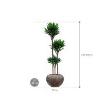 Dracaena fragrans 'Compacta' in Baq Luxe Lite Universe