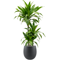 Dracaena fragrans 'Janet Craig' in Grigio