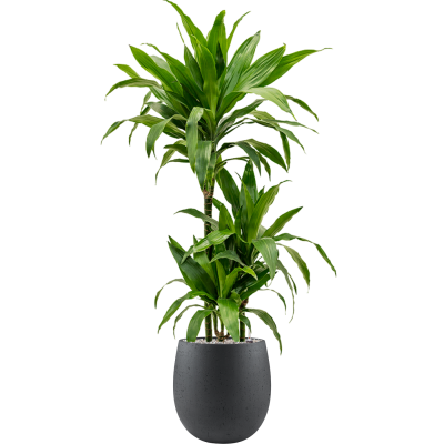 Растение в кашпо Dracaena fragrans 'Janet Craig' in Grigio