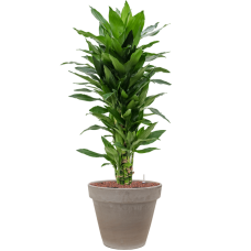 Dracaena fragrans 'Janet Lind' in Terra Cotta