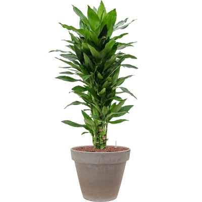 Растение в кашпо Dracaena fragrans 'Janet Lind' in Terra Cotta