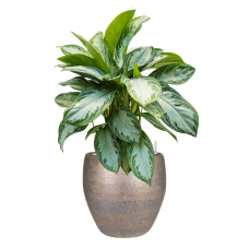 Aglaonema 'Silver Bay' in Amora