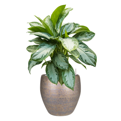 Растение в кашпо Aglaonema 'Silver Bay' in Amora