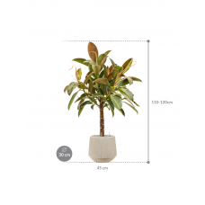 Ficus elastica 'Melany' in Baq Raindrop