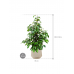 Растение в кашпо Ficus benjamina 'Danielle' in Baq Raindrop