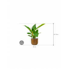 Philodendron `Imperial Green' in Capi Nature Groove