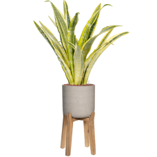 Sansevieria trifasciata 'Lauren' in Rough With Feet High